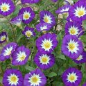 Convolvulus tricolor bleu